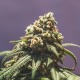 Green Crack Punch - ROYAL QUEEN SEEDS | TanieSianie.pl