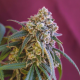 Green Crack Punch - ROYAL QUEEN SEEDS | TanieSianie.pl
