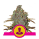 El Patron - ROYAL QUEEN SEEDS | TanieSianie.pl