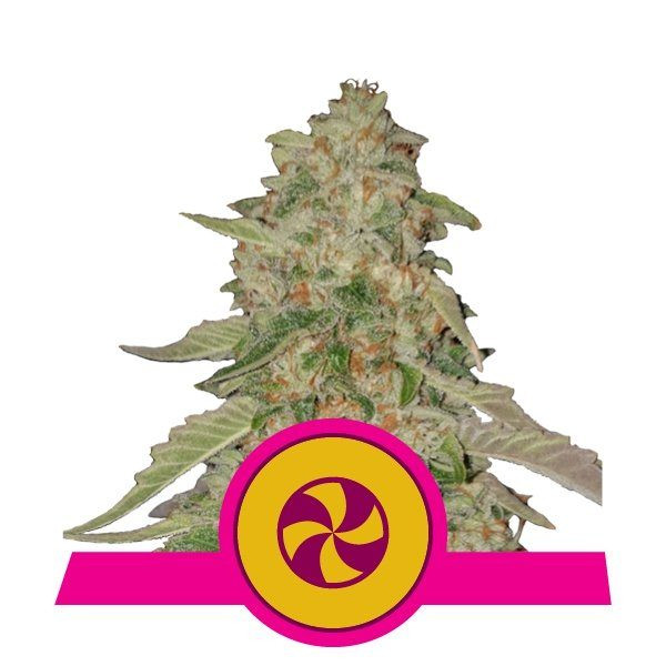 Sweet ZZ - ROYAL QUEEN SEEDS | TanieSianie.pl