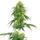 Strawberry Kush - WHITE LABEL | TanieSianie.pl