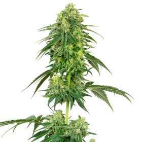 Strawberry Kush - WHITE LABEL | TanieSianie.pl