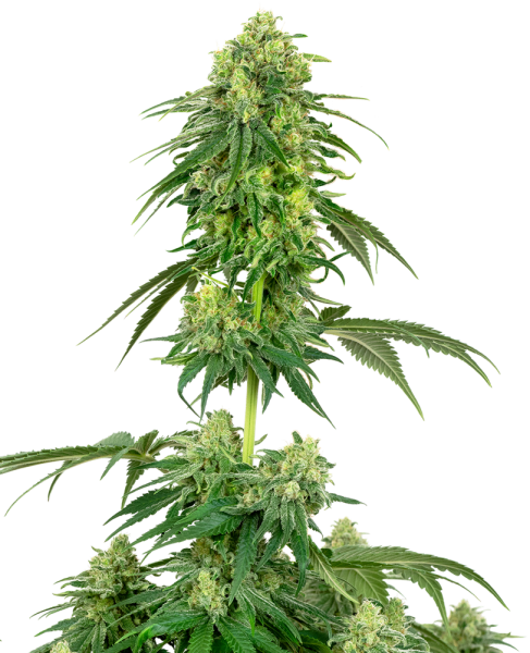 Strawberry Kush - WHITE LABEL | TanieSianie.pl