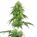 Strawberry Kush - WHITE LABEL