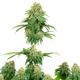 Girl Scout Cookies - WHITE LABEL | TanieSianie.pl