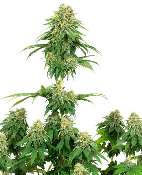 Girl Scout Cookies - WHITE LABEL | TanieSianie.pl