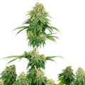 Girl Scout Cookies - WHITE LABEL