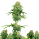 Girl Scout Cookies - WHITE LABEL | TanieSianie.pl