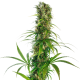 Michka - SENSI SEEDS | TanieSianie.pl