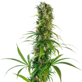Michka - SENSI SEEDS | TanieSianie.pl