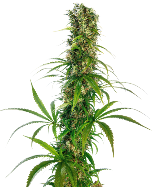 Michka - SENSI SEEDS | TanieSianie.pl