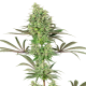 Double Banana Kush - WHITE LABEL | TanieSianie.pl