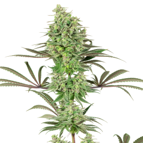 Double Banana Kush - WHITE LABEL | TanieSianie.pl