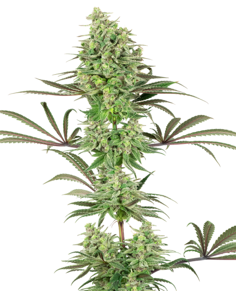 Double Banana Kush - WHITE LABEL | TanieSianie.pl
