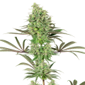 Double Banana Kush - WHITE LABEL