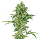 Nicole Hindu Kush - WHITE LABEL | TanieSianie.pl