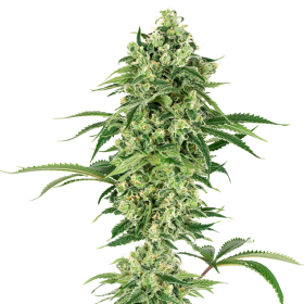 Nicole Hindu Kush - WHITE LABEL | TanieSianie.pl