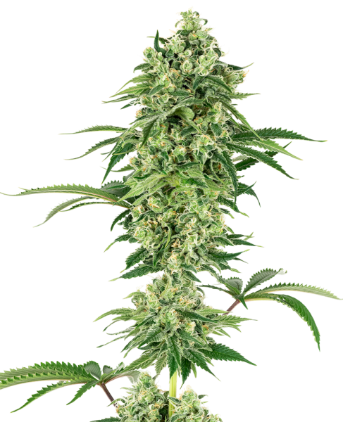 Nicole Hindu Kush - WHITE LABEL | TanieSianie.pl