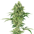 Nicole Hindu Kush - WHITE LABEL