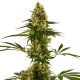 Blue Bullet Auto - SENSI SEEDS | TanieSianie.pl
