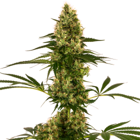 Blue Bullet Auto - SENSI SEEDS | TanieSianie.pl