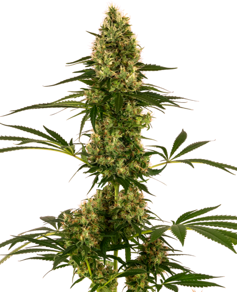 Blue Bullet Auto - SENSI SEEDS | TanieSianie.pl