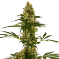 Blue Bullet Auto - SENSI SEEDS