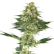 Banana Kush - WHITE LABEL | TanieSianie.pl