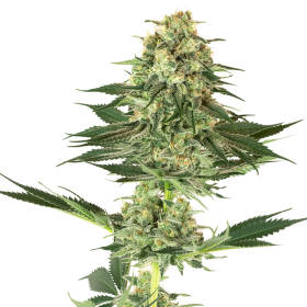 Banana Kush - WHITE LABEL | TanieSianie.pl