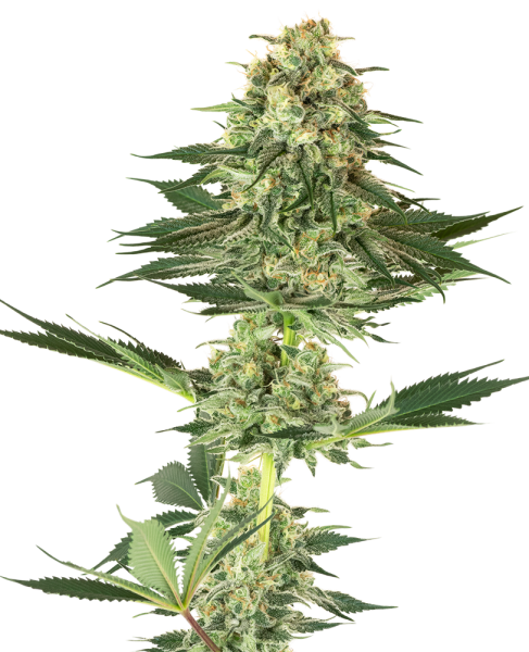 Banana Kush - WHITE LABEL | TanieSianie.pl