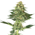 Banana Kush - WHITE LABEL