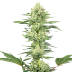 White Gorilla Haze - WHITE LABEL | TanieSianie.pl