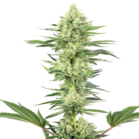 White Gorilla Haze - WHITE LABEL | TanieSianie.pl