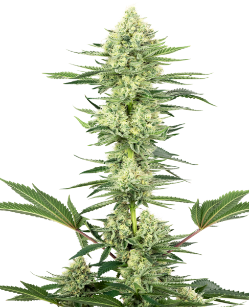 White Gorilla Haze - WHITE LABEL | TanieSianie.pl