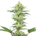 White Gorilla Haze - WHITE LABEL