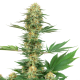 Gelato #420 - WHITE LABEL | TanieSianie.pl
