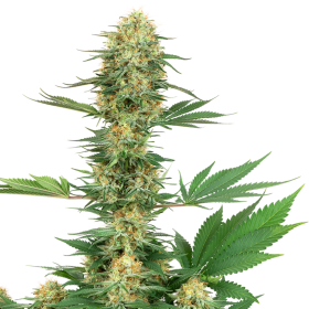 Gelato #420 - WHITE LABEL | TanieSianie.pl