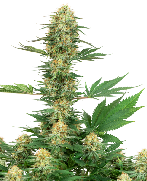 Gelato #420 - WHITE LABEL | TanieSianie.pl
