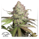 CBD Auto Charlotte's Angel - DUTCH PASSION | TanieSianie.pl