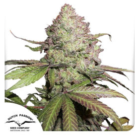 CBD Auto Charlotte's Angel - DUTCH PASSION | TanieSianie.pl