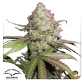 CBD Auto Charlotte's Angel - DUTCH PASSION