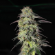 CBD Auto Charlotte's Angel - DUTCH PASSION | TanieSianie.pl