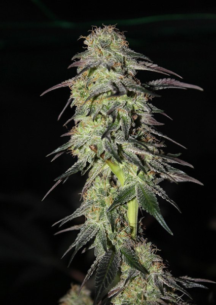 CBD Auto Charlotte's Angel - DUTCH PASSION | TanieSianie.pl