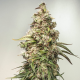 CBD Auto Charlotte's Angel - DUTCH PASSION | TanieSianie.pl