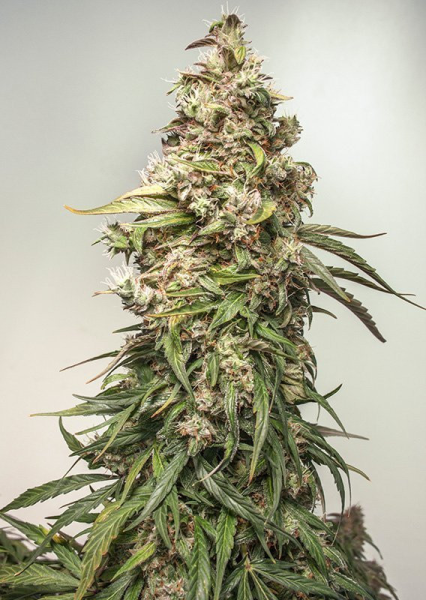 CBD Auto Charlotte's Angel - DUTCH PASSION | TanieSianie.pl