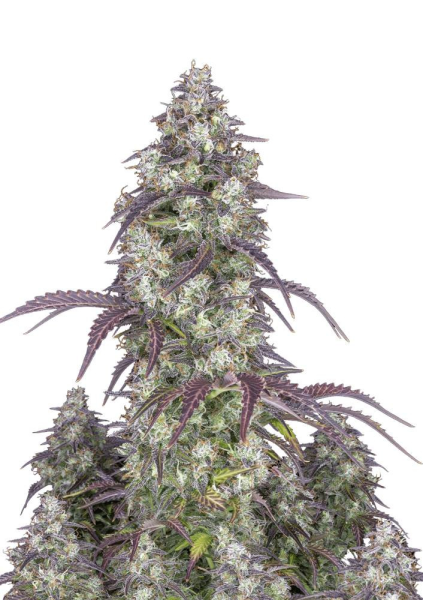 Lemon Pie Auto - FASTBUDS | TanieSianie.pl