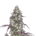 Lemon Pie Auto - FASTBUDS