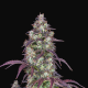 Lemon Pie Auto - FASTBUDS | TanieSianie.pl