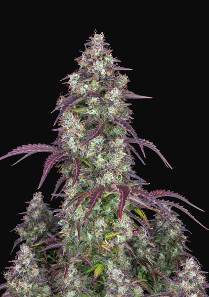 Lemon Pie Auto - FASTBUDS | TanieSianie.pl
