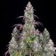 Lemon Pie Auto - FASTBUDS | TanieSianie.pl